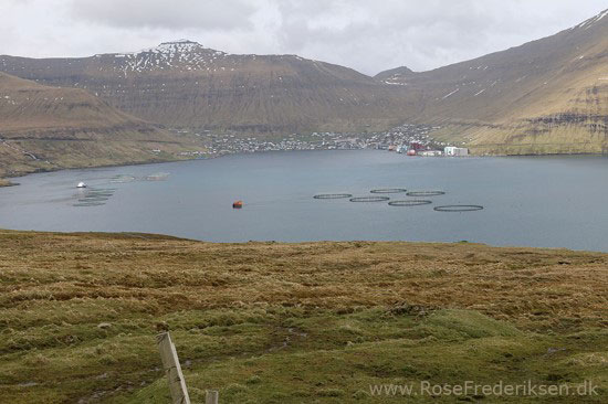 faeoerne artikel 240615 40