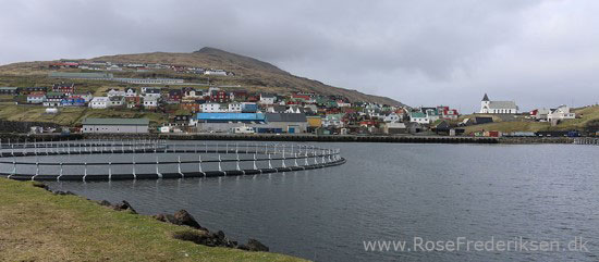 faeoerne artikel 240615 79