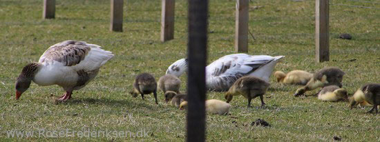 faeoerne artikel 240615 88