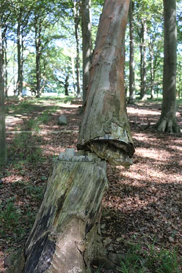 bel rosefrederiksen artikel 090915 18