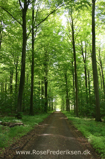 Forrsmatrikel helle 010616 07