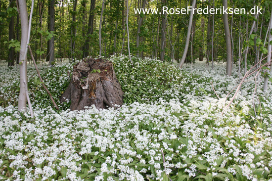 Forrsmatrikel helle 010616 08