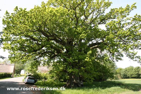 Forrsmatrikel helle 010616 16
