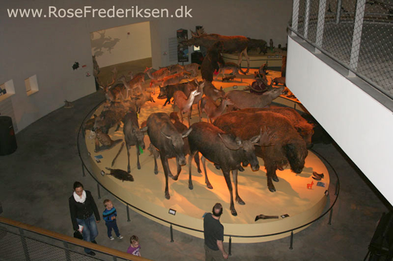 Forrsmatrikel helle 010616 22