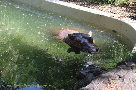 Rosefrederik budapest sommerferie2016 300816 71