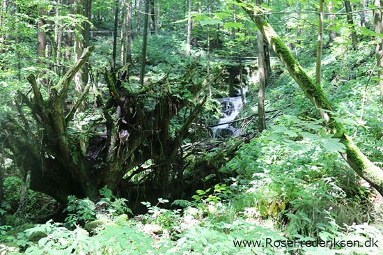 Rosefrederik sommerferie2016 220816 10