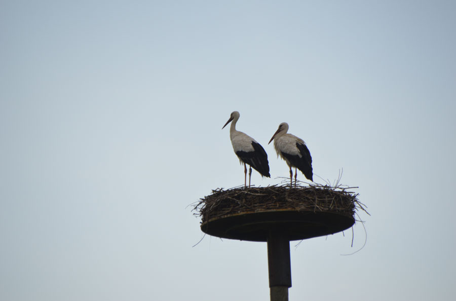 Sommerferie tyskland 140917 08