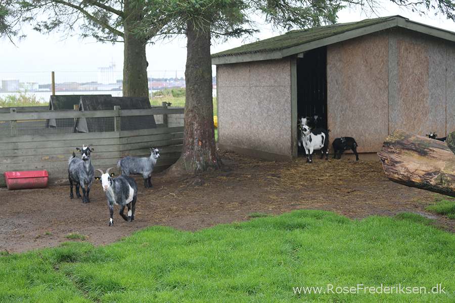 Bremdalcamping artikel 011117 07