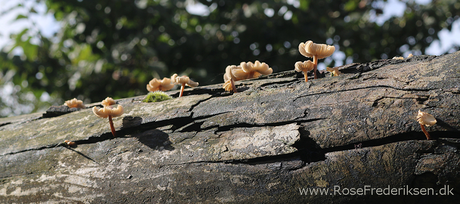 Bremdalcamping artikel 011117 27