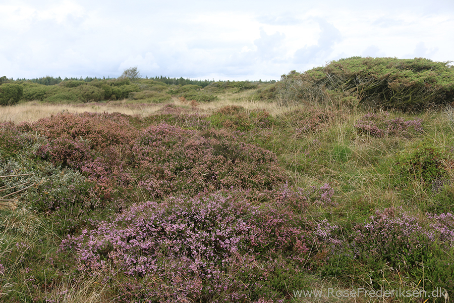 Bremdalcamping artikel 011117 50