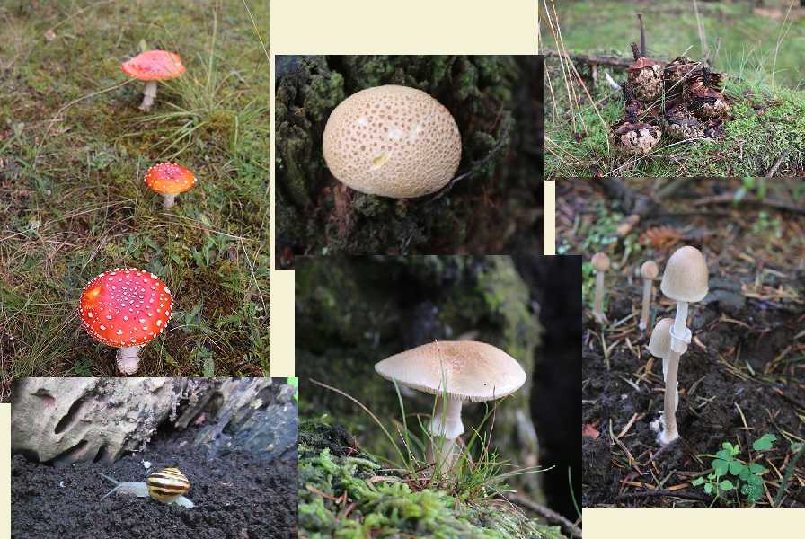 Bremdalcamping artikel 011117 55