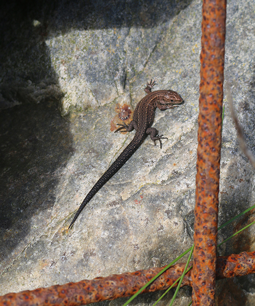 Bremdalcamping artikel 011117 70