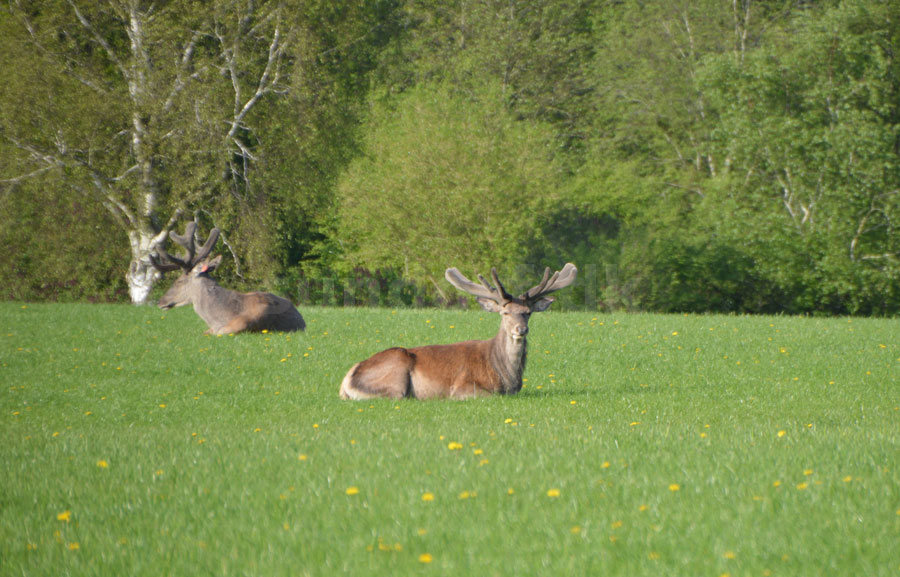 Hinsgavl artikel lars 240518 11