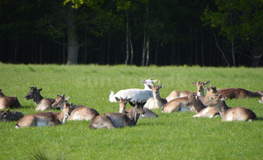 Hinsgavl artikel lars 240518 12