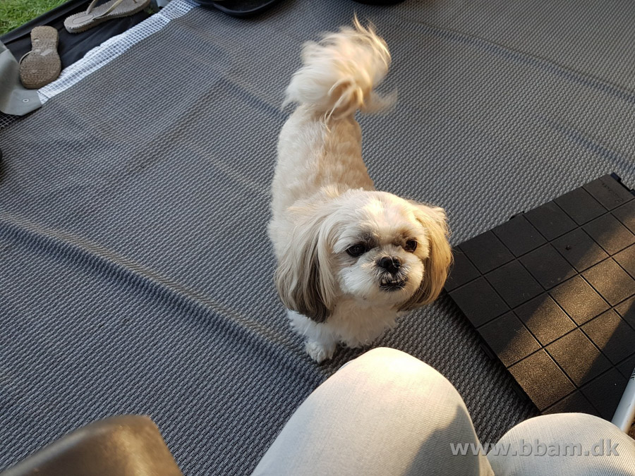 bbam egtved camping del1 06