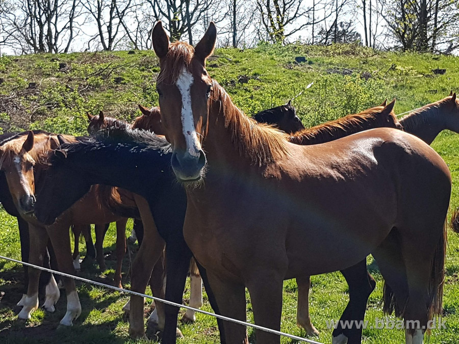 bbam egtved camping del1 08