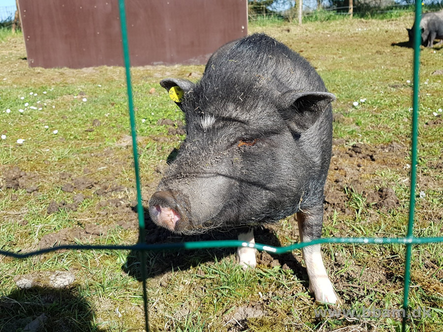 bbam egtved camping del1 12