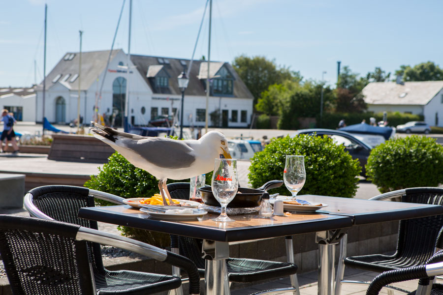 Mågen her tog for sig af resterne ved nabobordet