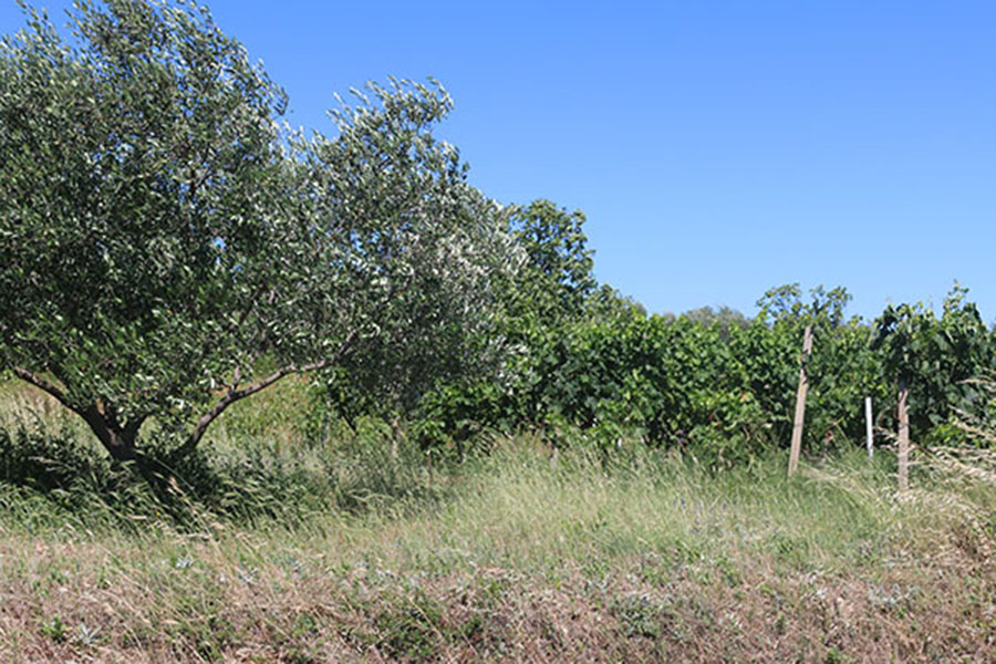 Helle sommerferie kroatien 040918 52