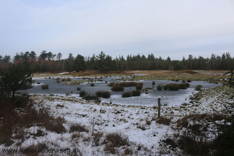 Vejers Helle 250219 11