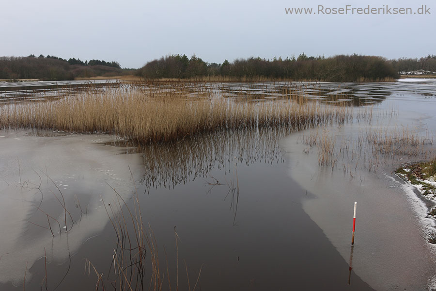 Vejers Helle 250219 16