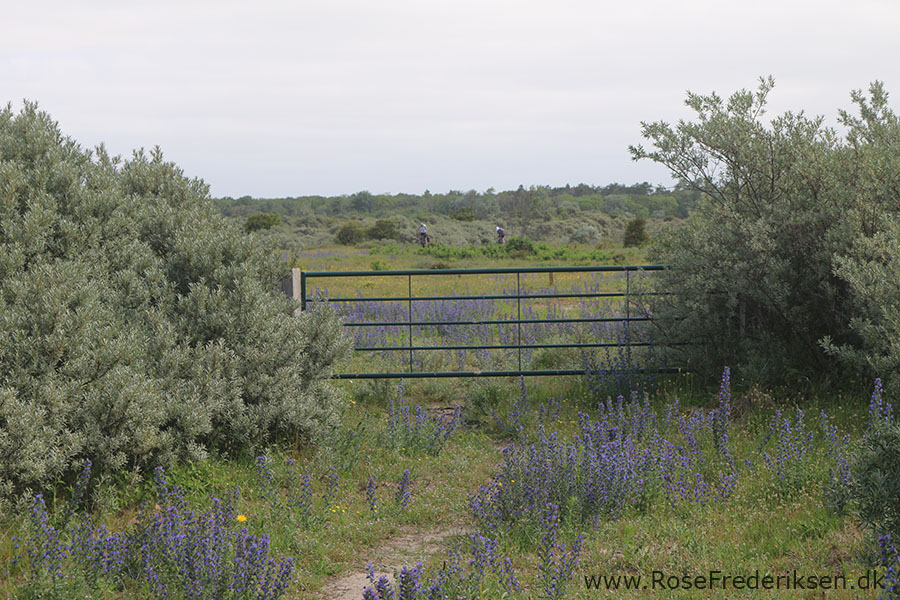 Castricum Helle 190819 27