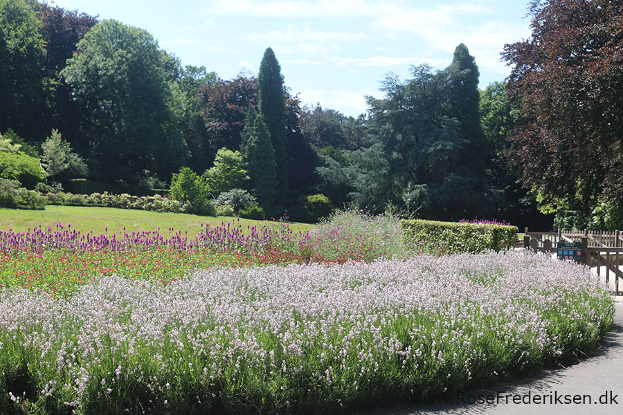 Grimbergen helle 210819 113