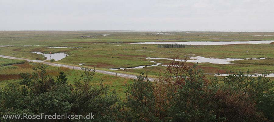 Camping på Læsø - Læsø Salt og Rønnerne