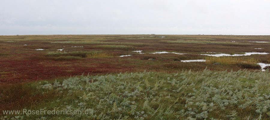 Camping på Læsø - Læsø Salt og Rønnerne