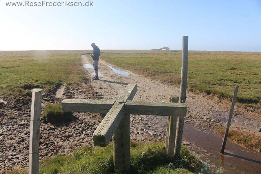 Camping på Læsø - Læsø Salt og Rønnerne