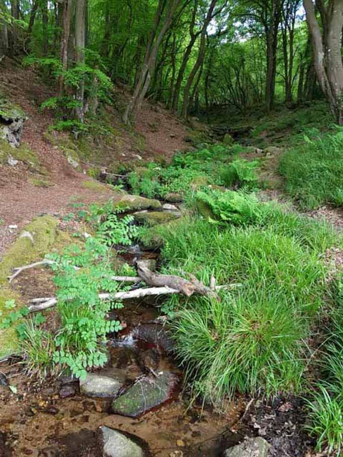 Campingpladsen ligger lige op til en naturskov med en lille bæk